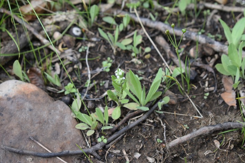 Largeseed Forget-Me-Not photo 5