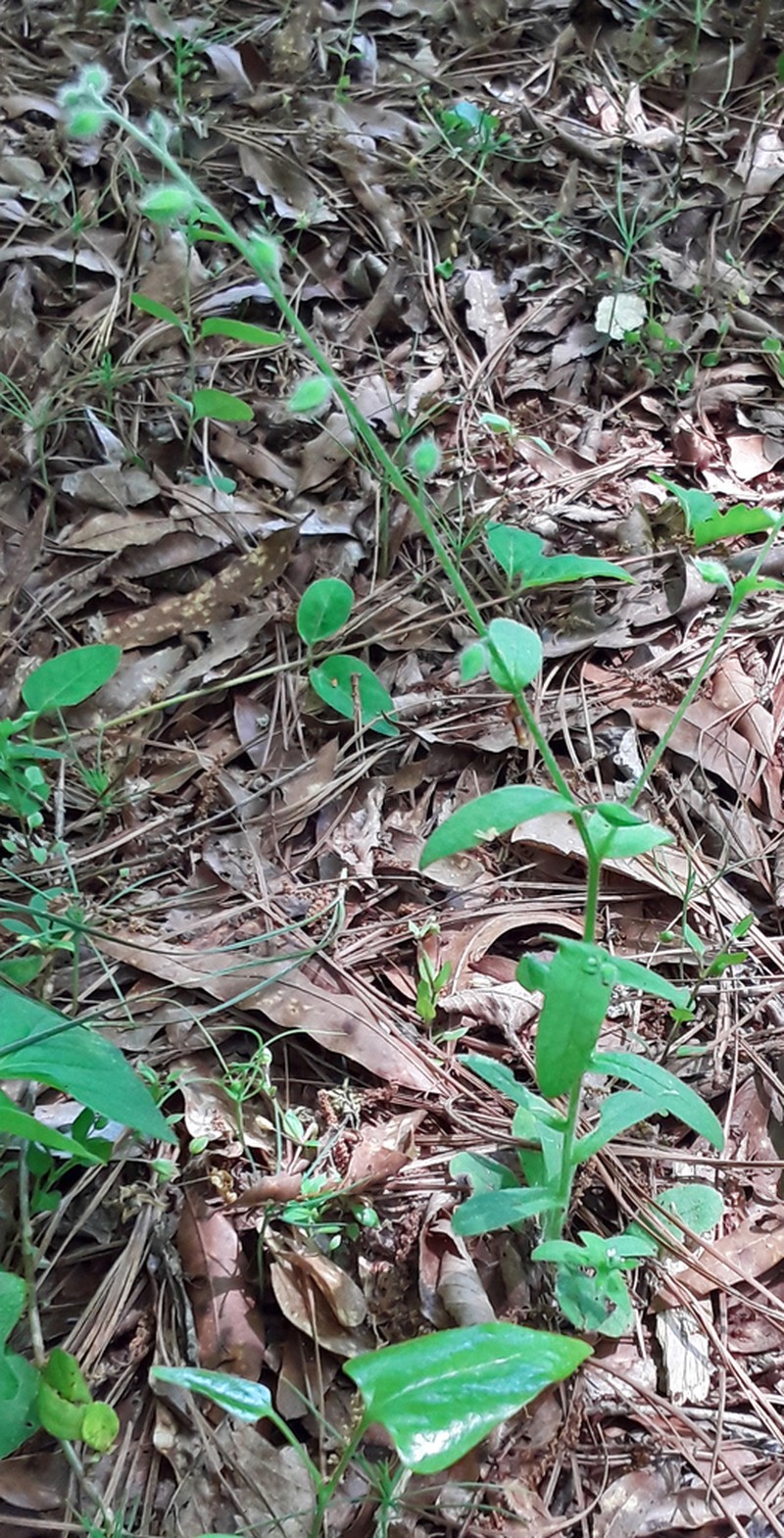 Largeseed Forget-Me-Not photo 6