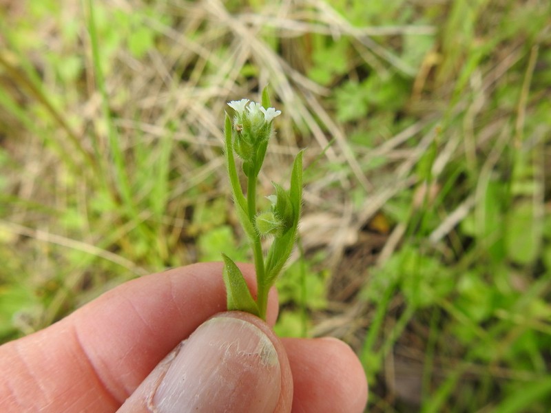 Largeseed Forget-Me-Not photo 7