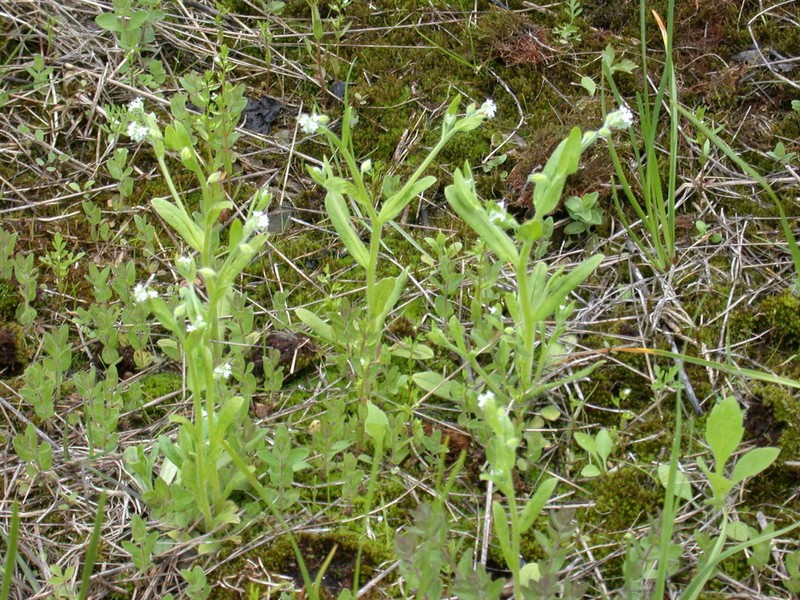 Largeseed Forget-Me-Not photo 8