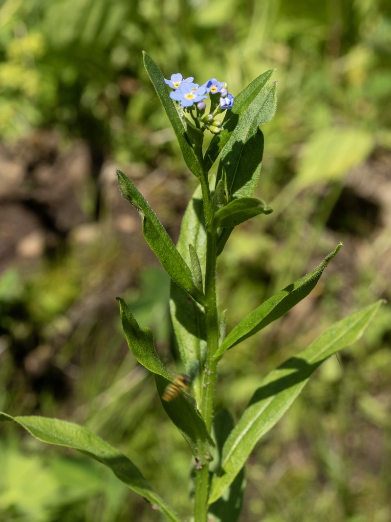 Myosotis martini