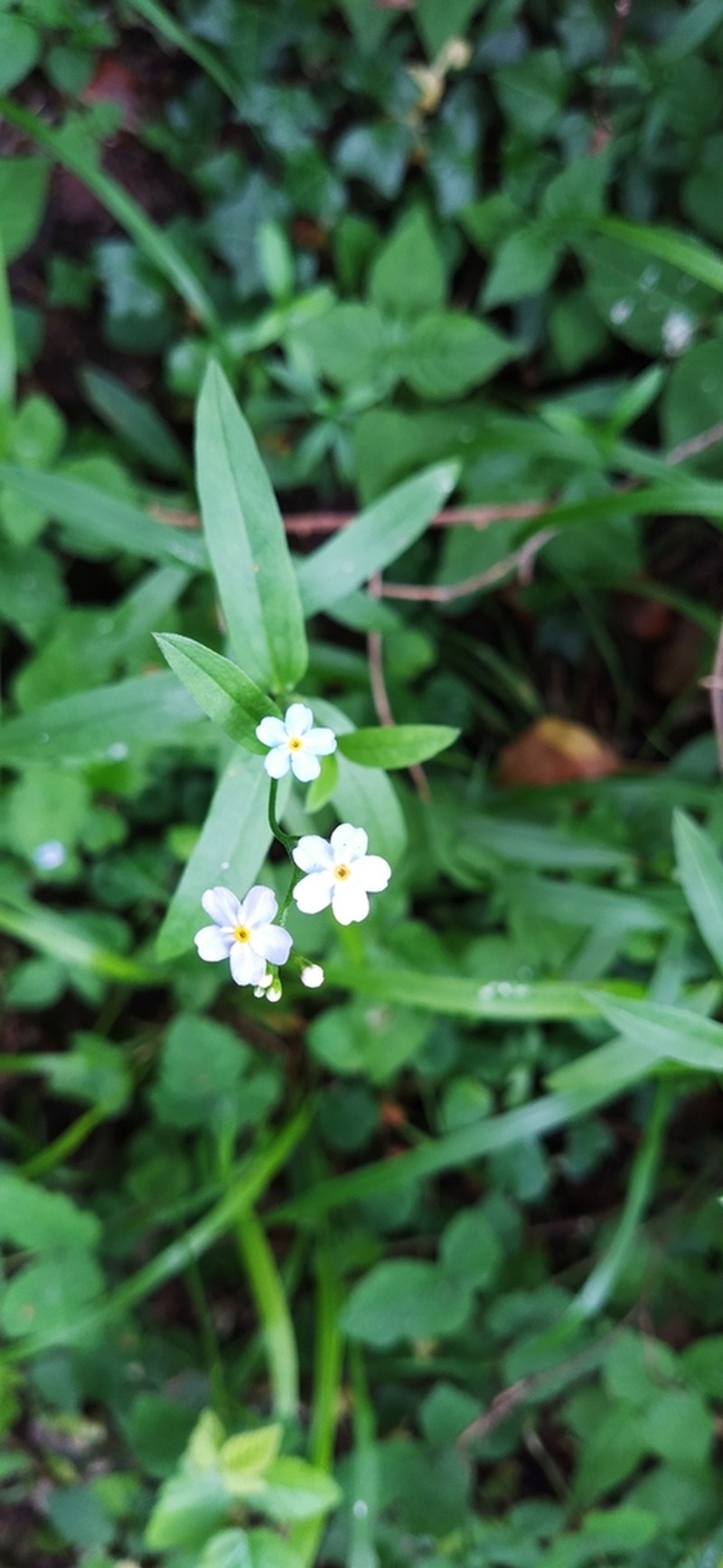 Myosotis martini photo 2