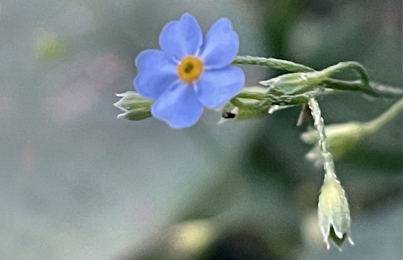 Myosotis martini photo 3