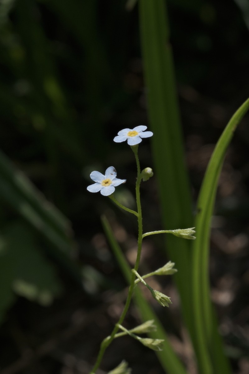 Myosotis martini photo 4