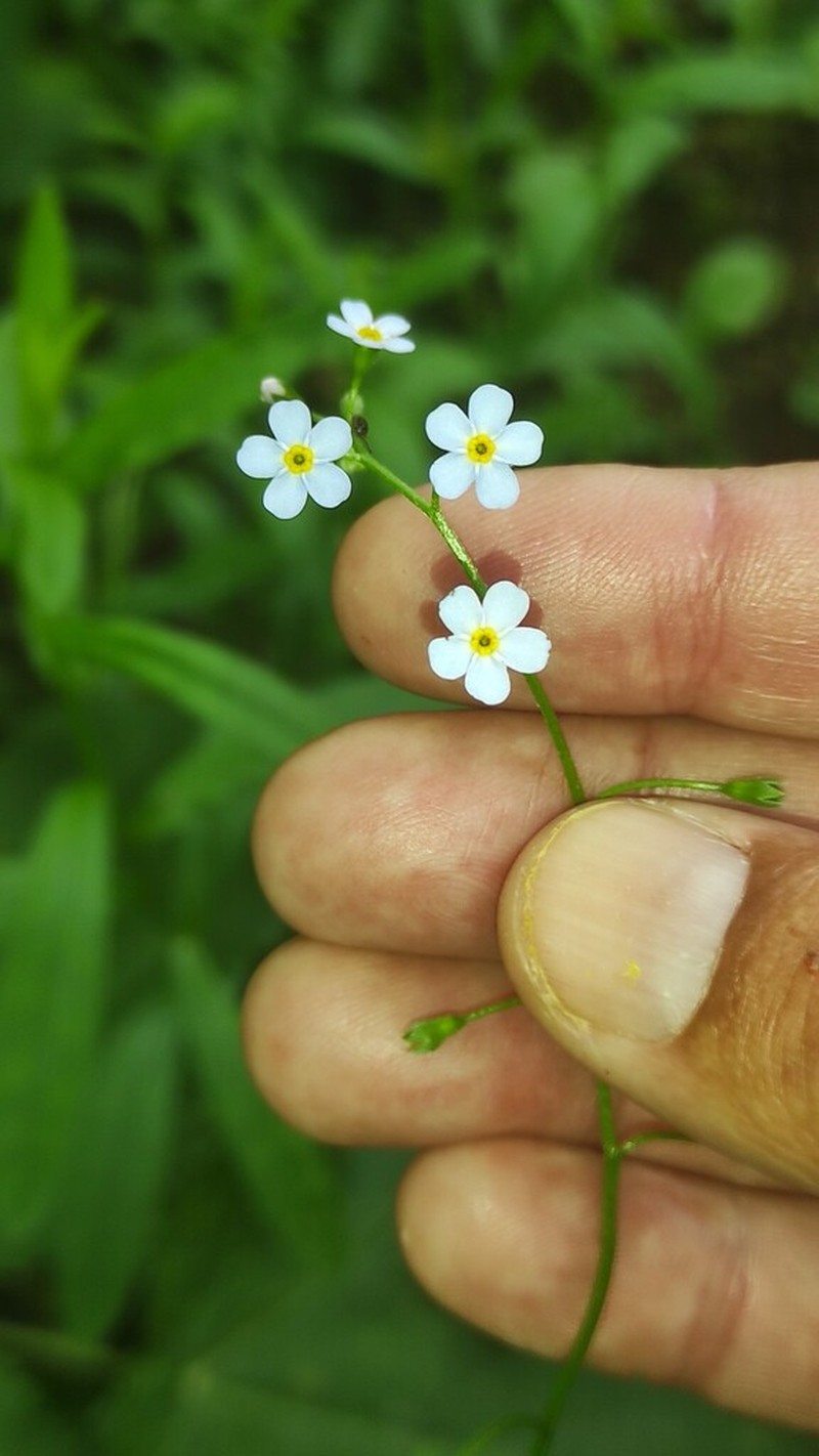 Myosotis martini photo 5