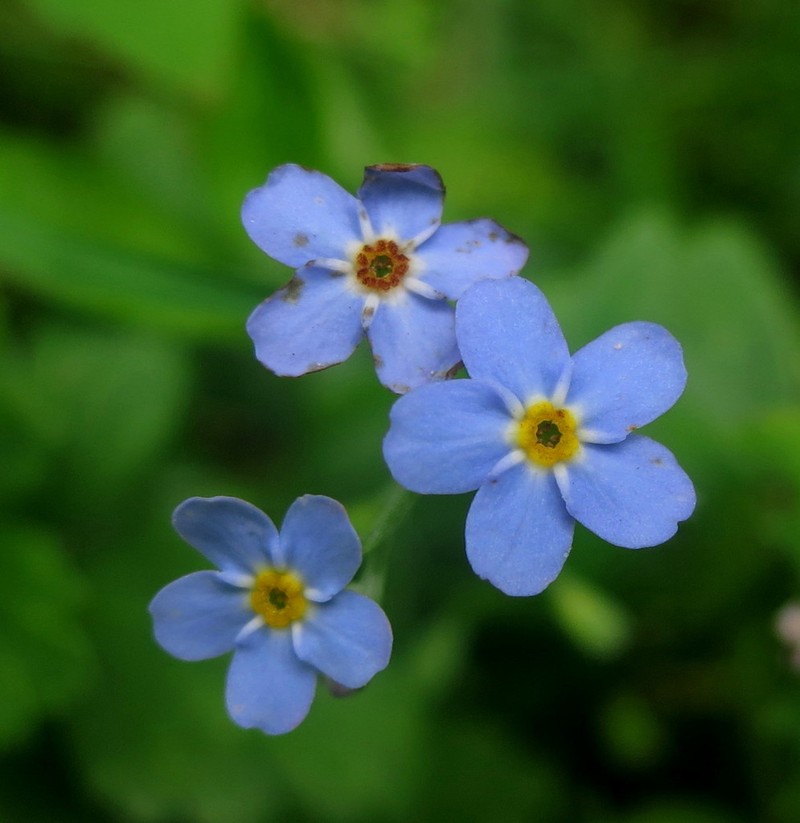 Myosotis martini photo 6