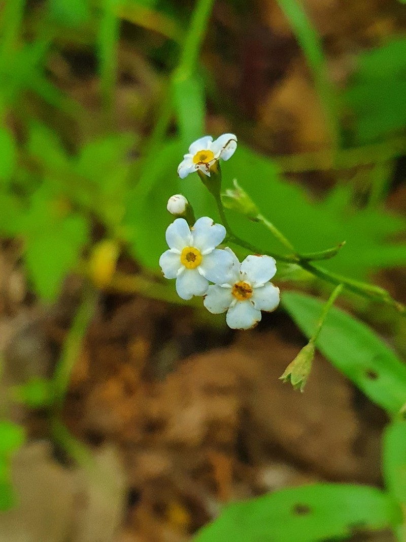 Myosotis martini photo 7