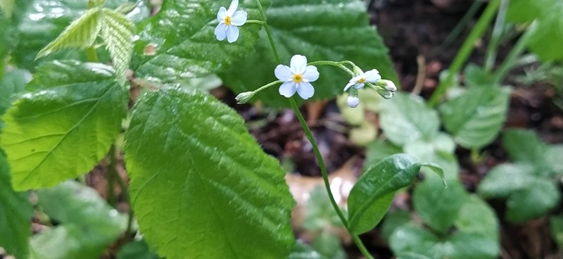 Myosotis martini photo 8