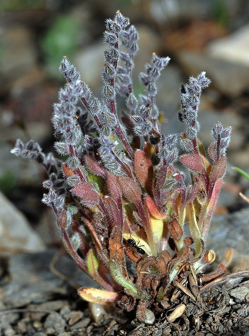 Myosotis minutiflora subsp. minutiflora