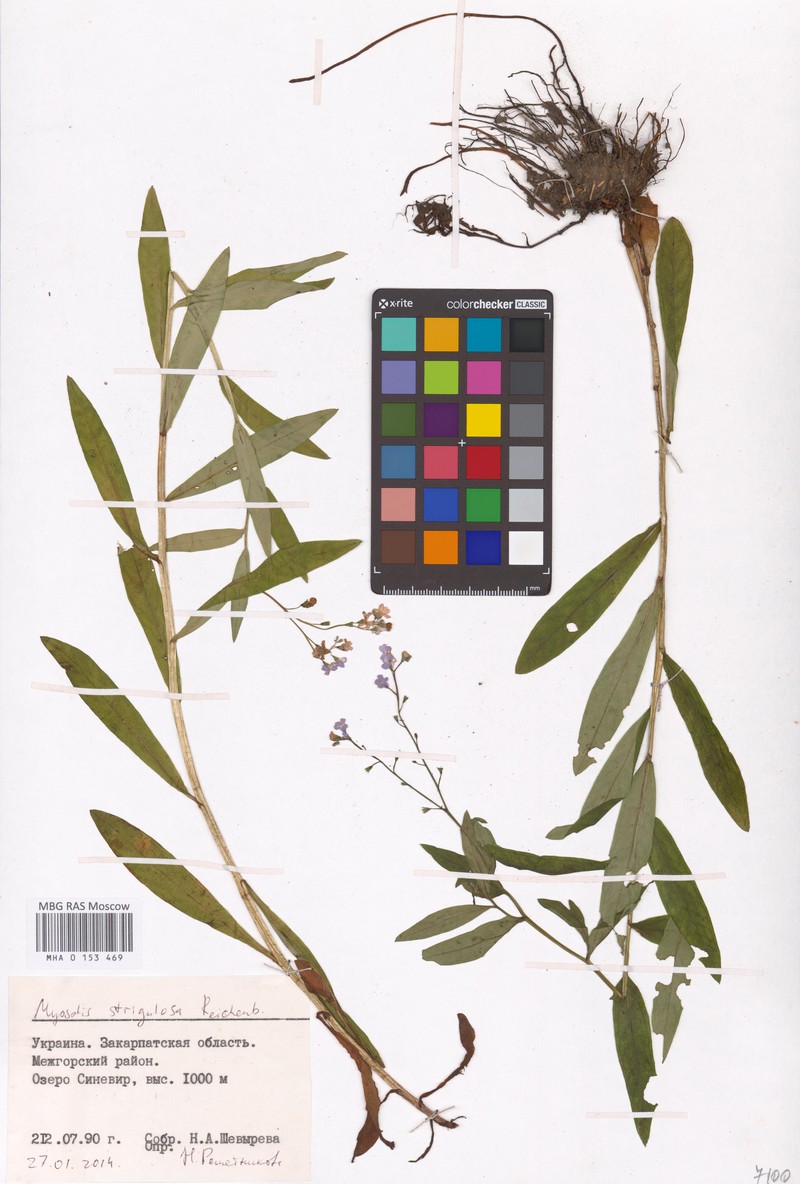 Myosotis nemorosa subsp. nemorosa