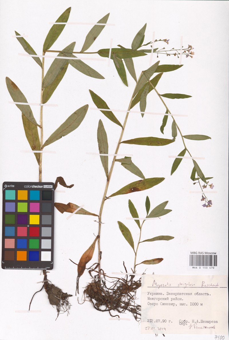 Myosotis nemorosa subsp. nemorosa photo 2