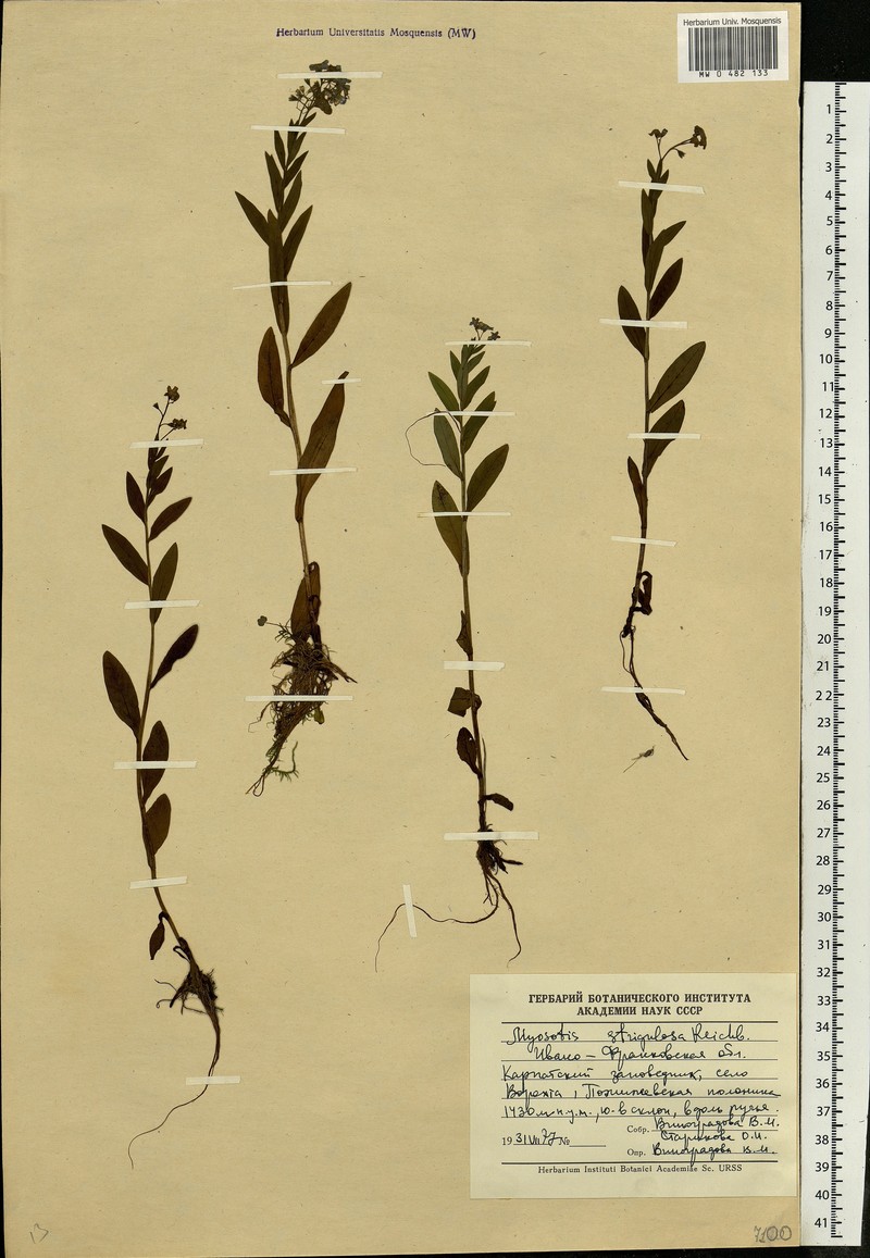 Myosotis nemorosa subsp. nemorosa photo 3