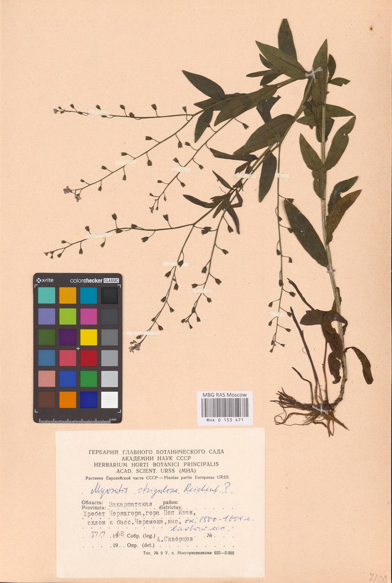 Myosotis nemorosa subsp. nemorosa photo 4