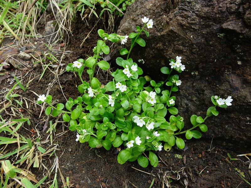 Myosotis pansa subsp. pansa