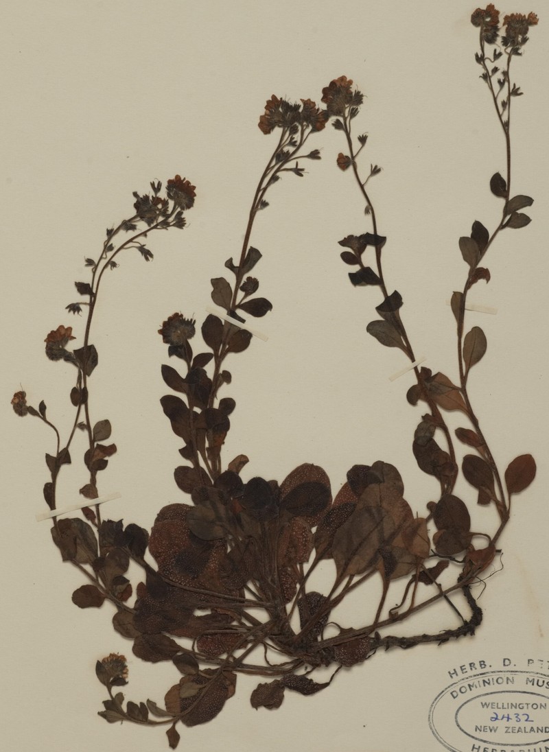 Myosotis pansa subsp. pansa photo 2
