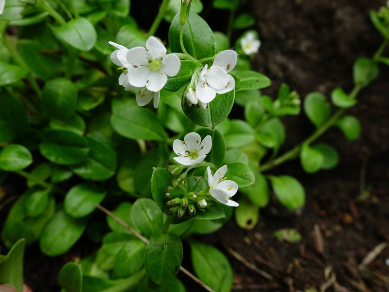 Myosotis pansa subsp. pansa photo 3