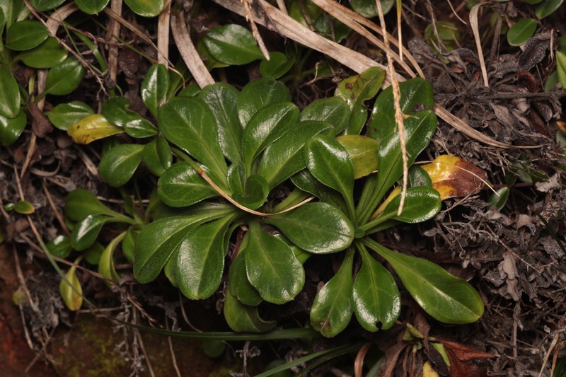 Myosotis pansa subsp. pansa photo 4