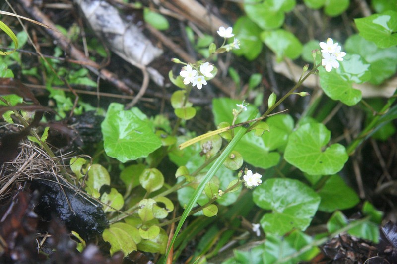 Myosotis pansa subsp. praeceps photo 2