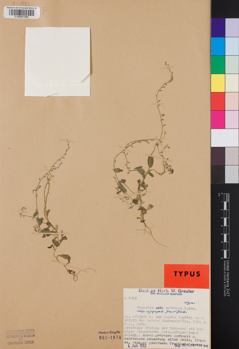 Myosotis paucipilosa