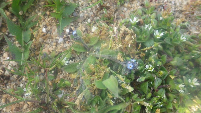 Myosotis ramosissima subsp. lebelii