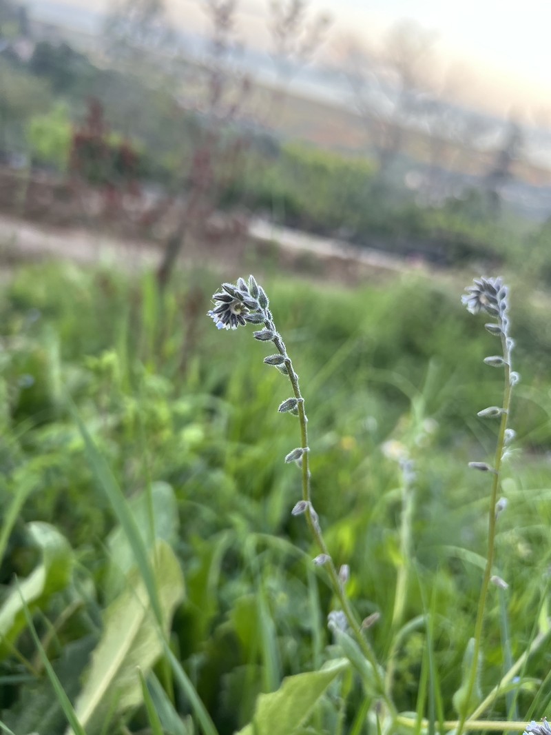 Myosotis ramosissima subsp. ramosissima