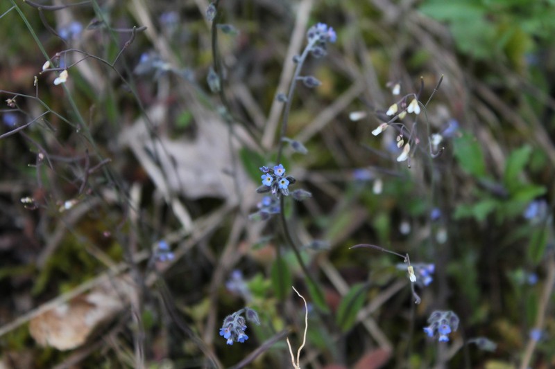 Myosotis ramosissima subsp. ramosissima photo 2