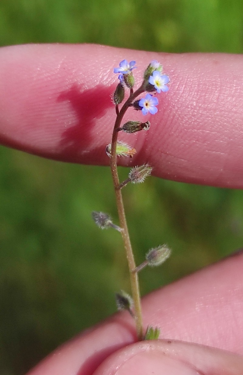 Myosotis ramosissima subsp. ramosissima photo 3