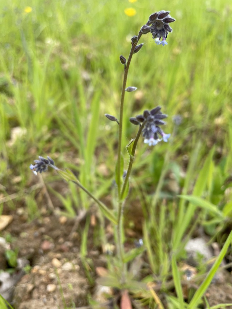 Myosotis ramosissima subsp. ramosissima photo 4