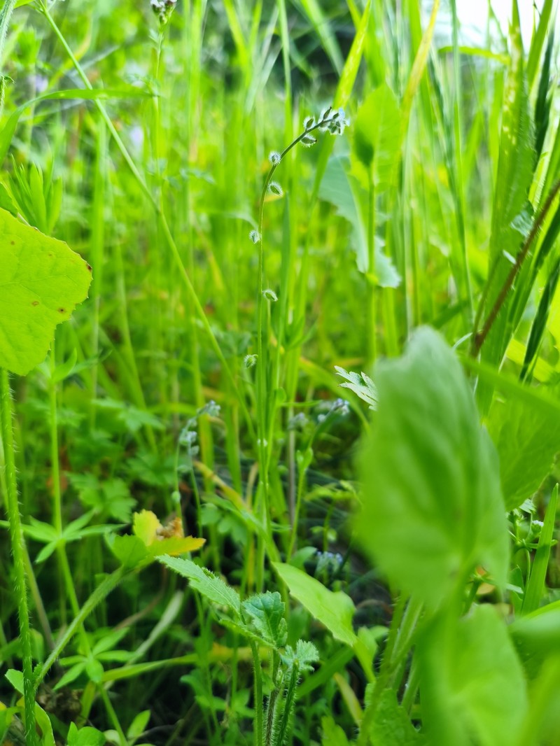 Myosotis ramosissima subsp. uncata
