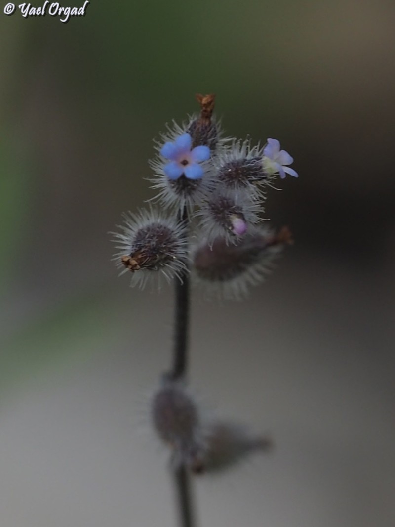 Myosotis ramosissima subsp. uncata photo 2