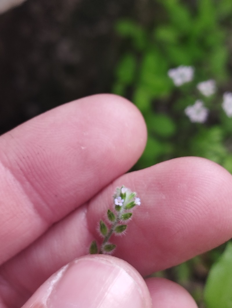 Myosotis ramosissima subsp. uncata photo 3