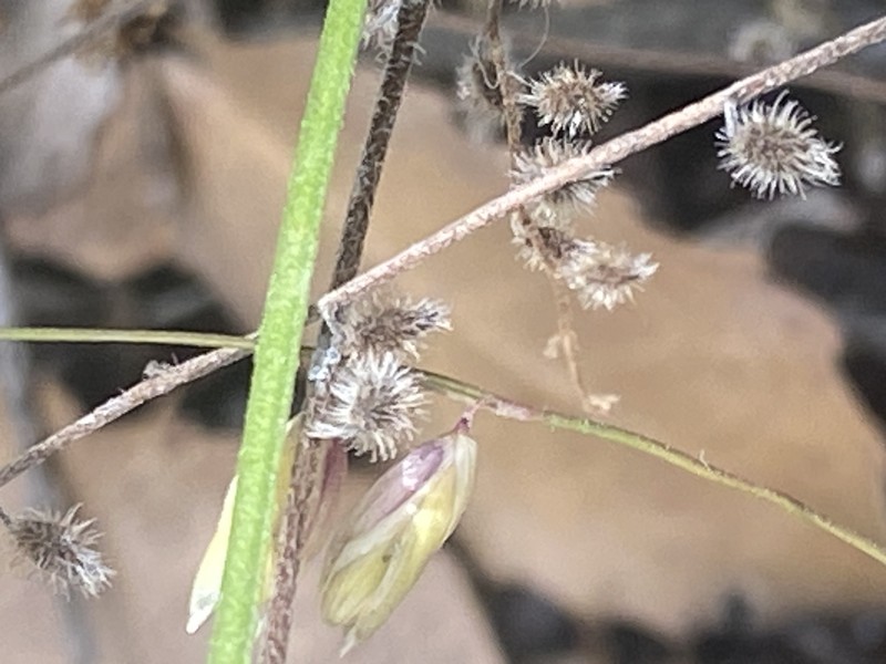 Myosotis ramosissima subsp. uncata photo 4