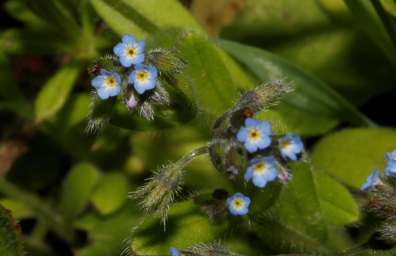Myosotis refracta subsp. refracta
