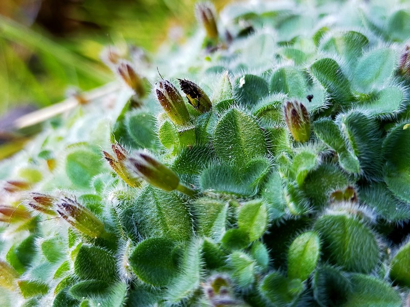 Myosotis retrorsa photo 3