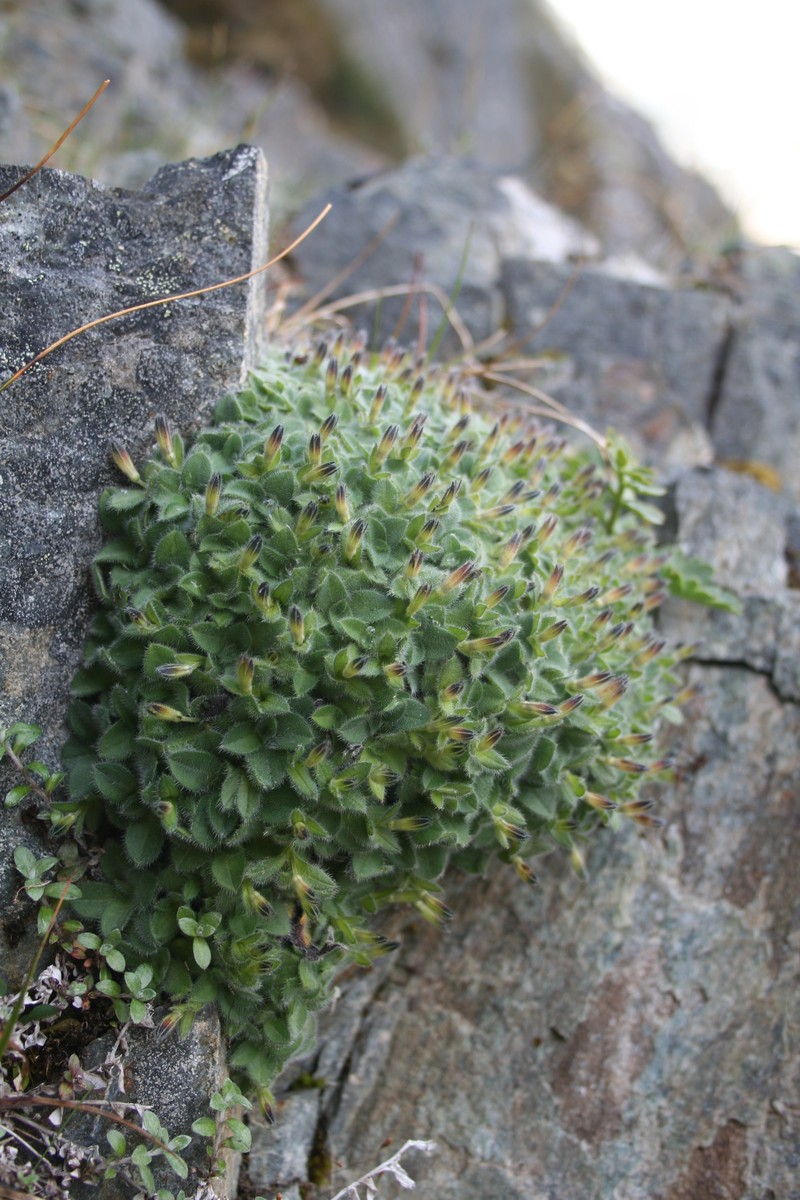 Myosotis retrorsa photo 4