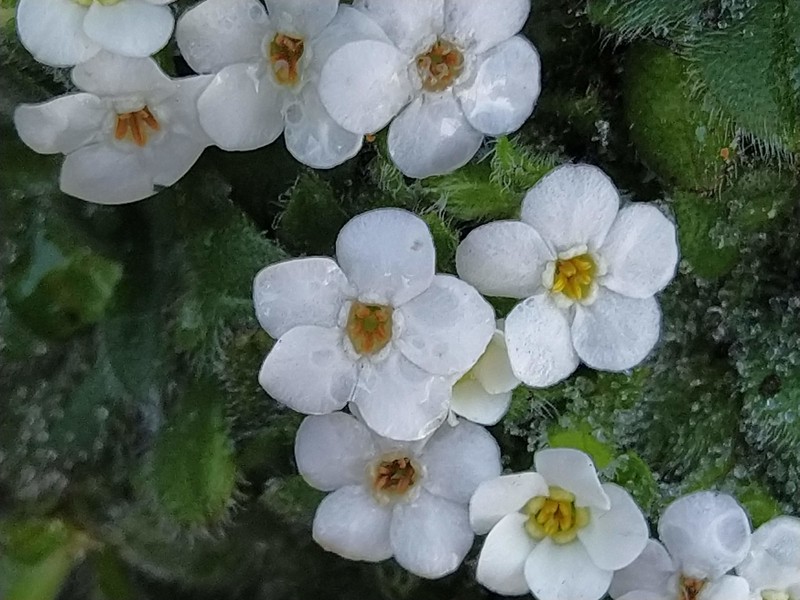 Myosotis retrorsa photo 5