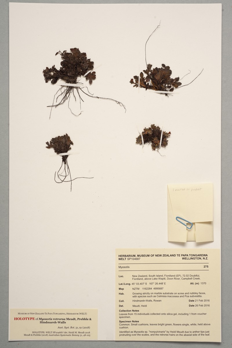 Myosotis retrorsa photo 6