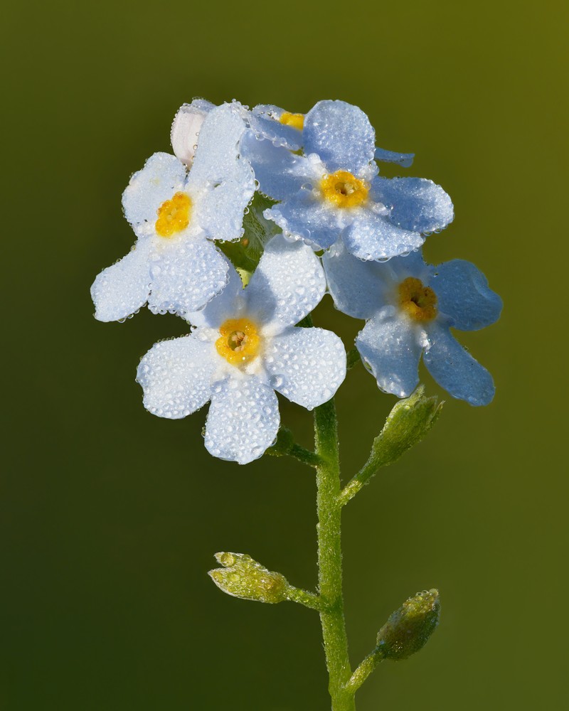 True Forget-Me-Not