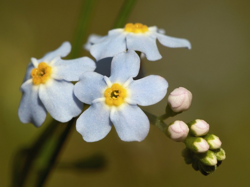 True Forget-Me-Not photo 2