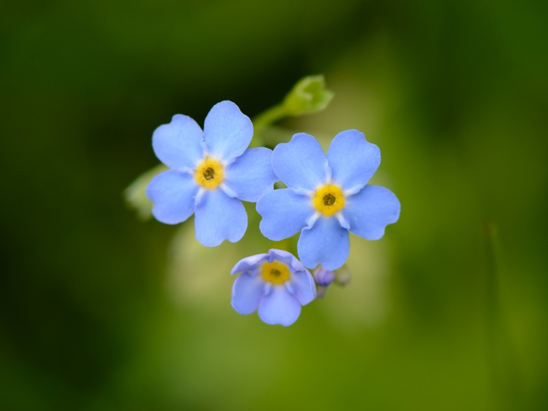 True Forget-Me-Not photo 3