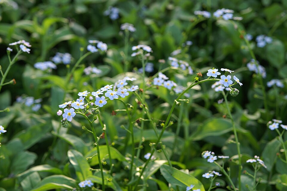 True Forget-Me-Not photo 4