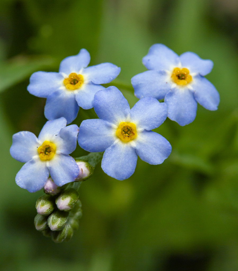 True Forget-Me-Not photo 6