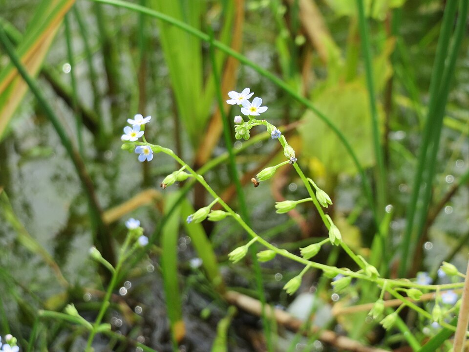True Forget-Me-Not photo 7