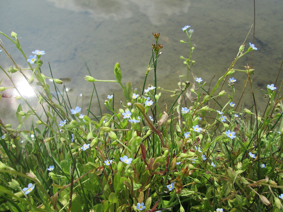 True Forget-Me-Not photo 8