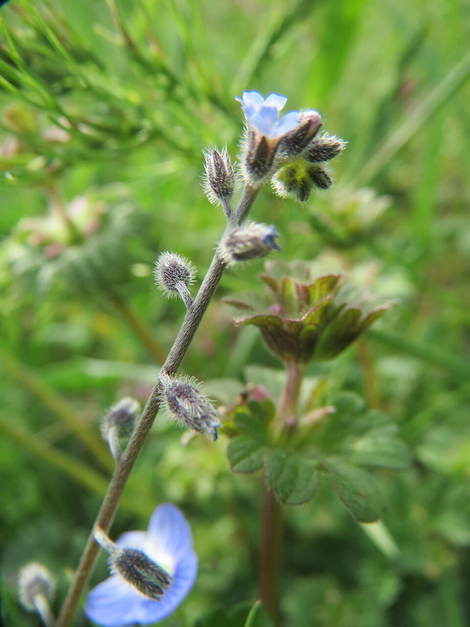 Strict Forget-Me-Not photo 5