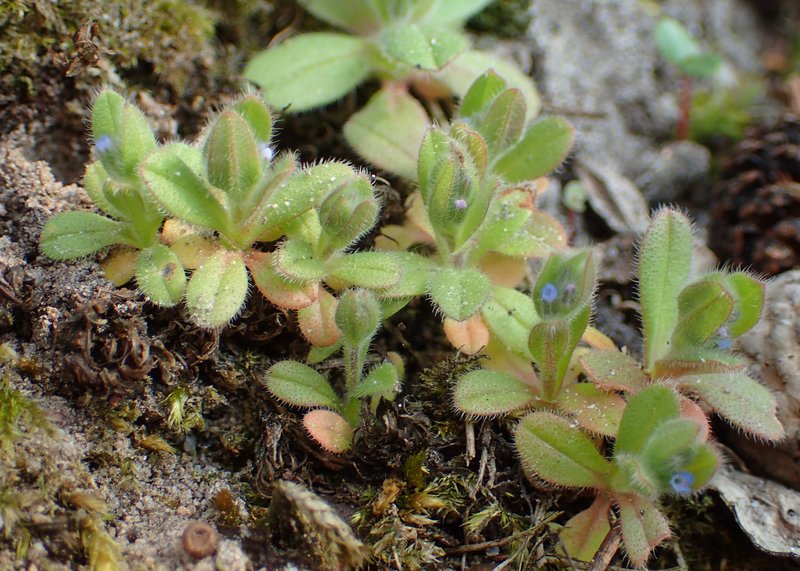 Strict Forget-Me-Not photo 6