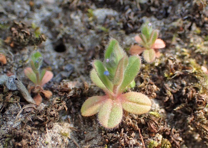 Strict Forget-Me-Not photo 7