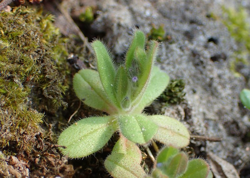 Strict Forget-Me-Not photo 8