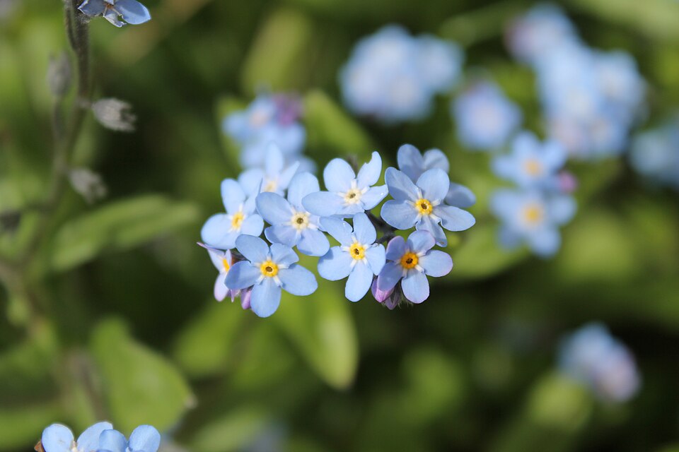 Woodland Forget-Me-Not
