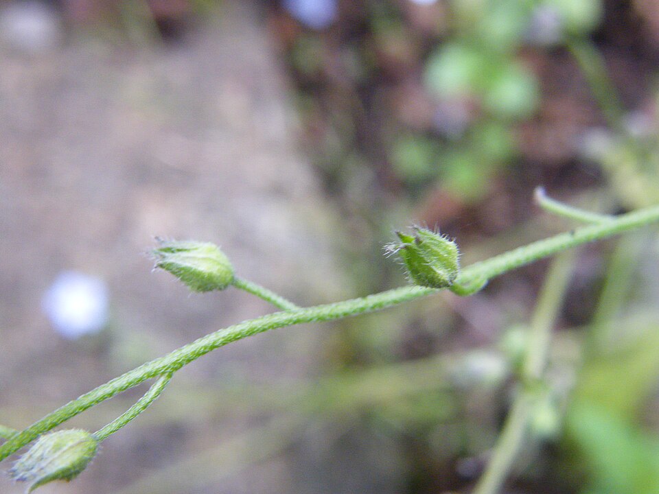 Woodland Forget-Me-Not photo 3